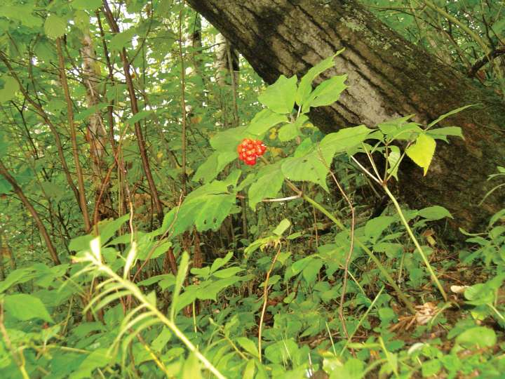 Ginseng : la racine des anciens