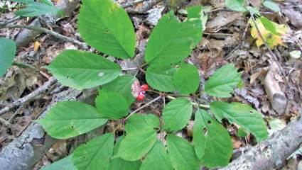 Biodiversité : un ginseng sous surveillance