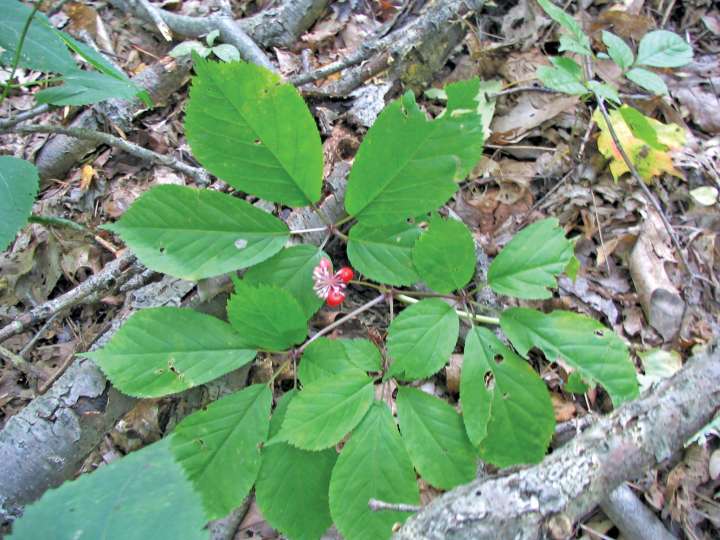 Biodiversité : un ginseng sous surveillance