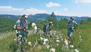 Inventaire floristique dans une petite zone humide alcaline sur la commune d’Ispagnac (Lozère), dans le cadre de son Atlas de la biodiversité communale. Cette zone abrite de nombreuses linaigrettes à feuilles larges.