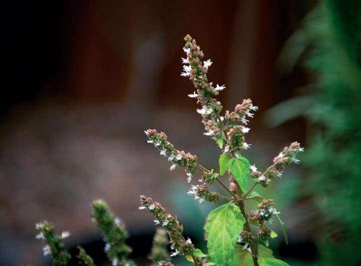 L'huile essentielle de patchouli, une circulation tonique !