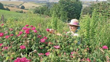 Trois questions à… Patricia Lariguet, paysanne herboriste
