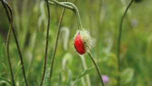 Soulager un torticolis naturellement