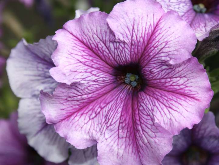 Pétunia