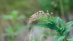 Phytolacca americana