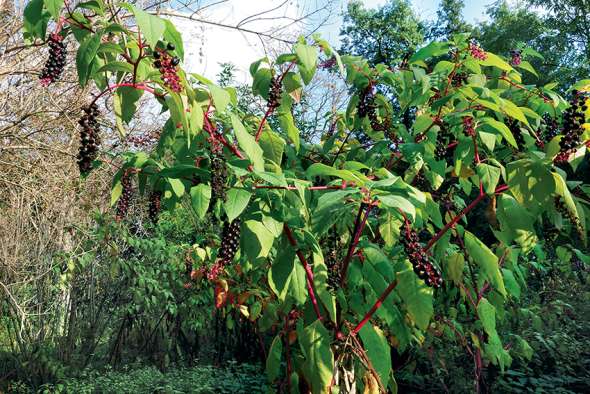 Baies de phytolaque