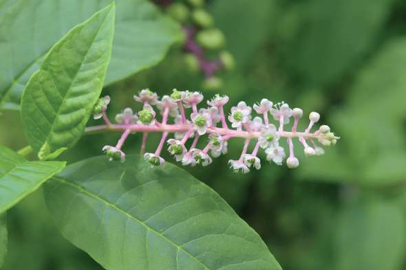 Raisin d'Amérique (phytolacca americana)