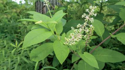 Phytolaque (phytolacca americana)