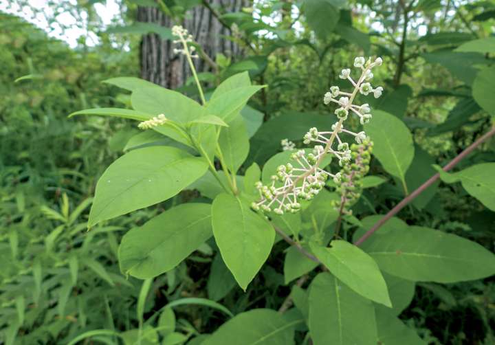 Phytolaque (phytolacca americana)