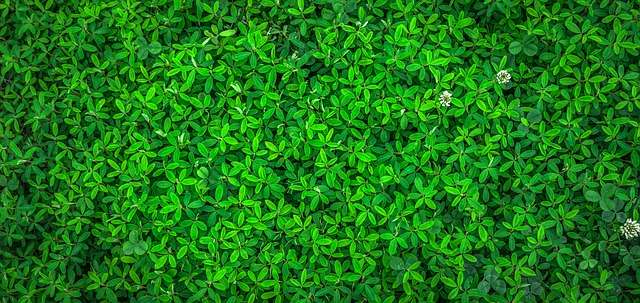 Plantes pour protéger le foie 