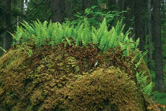 Polypode commun (Polypodium vulgare L.)