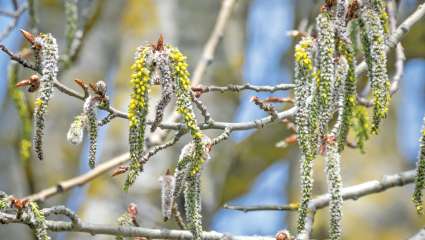 Sauver sa peau avec la propolis blanche