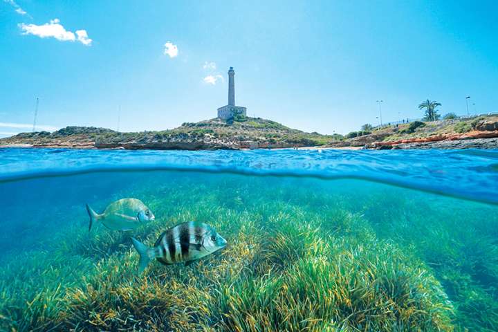 La posidonie pour sauver nos plages