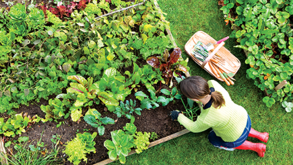 Légumes perpétuels : plantés pour durer