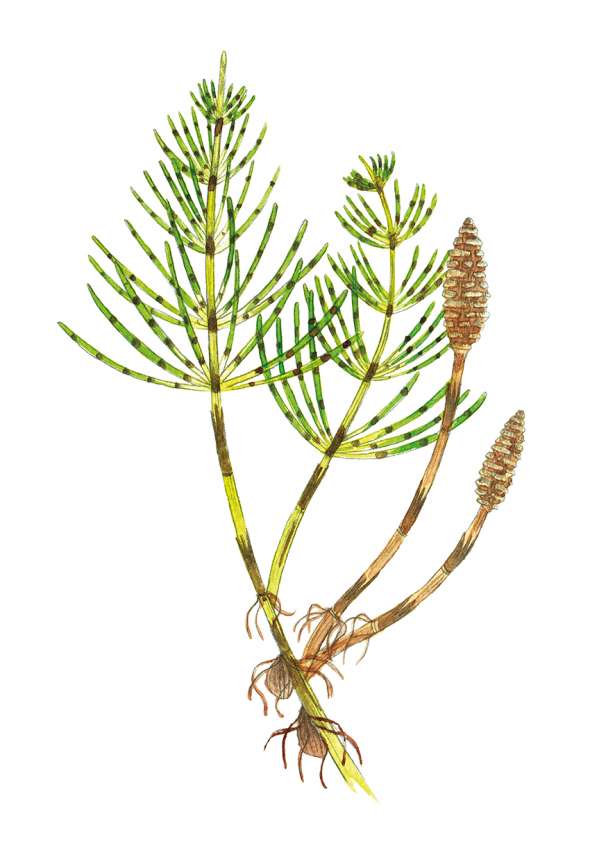 Tisane Prêle des champs Bio - Equisetum arvense - Plante cpée en