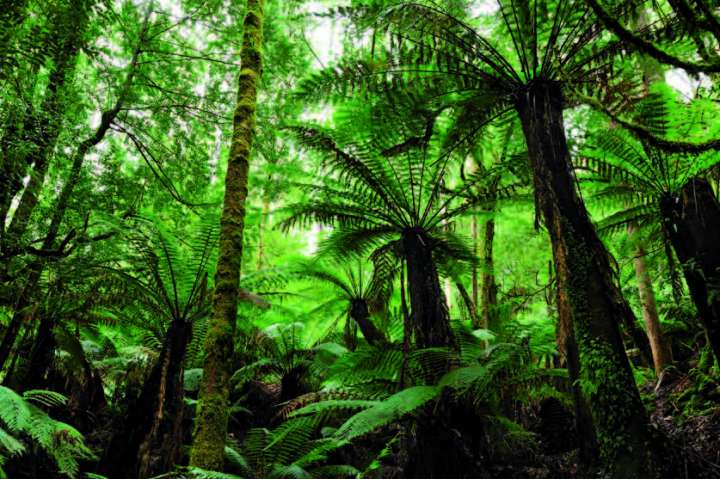 Forêt de Tasmanie