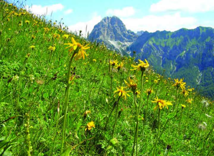 Récolte d'arnica