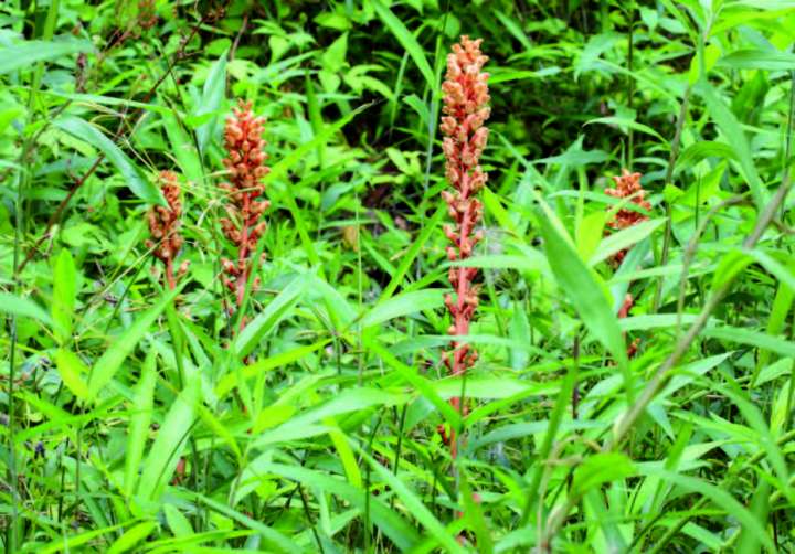 Tour du monde des orchidées thérapeutiques- Plantes et Santé