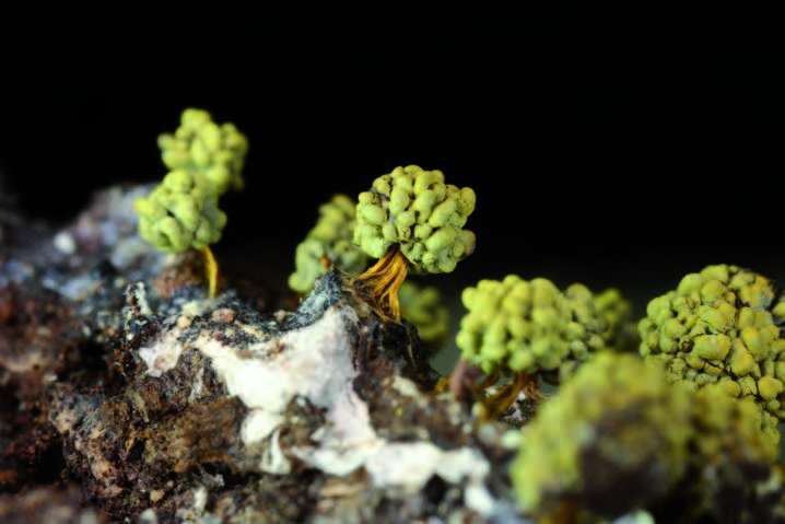 Physarum polycephalum