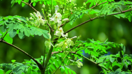 Moringa