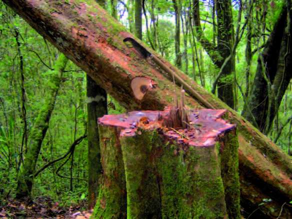 Le bois de rose menacé d'extinction- Plantes et Santé