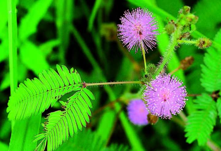 Sensitive, Mimosa pudica