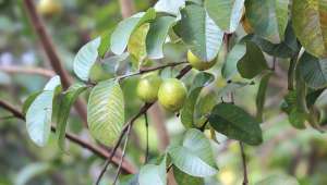 Feuilles de goyave (Psidium guajava) :  prometteuses anticancer