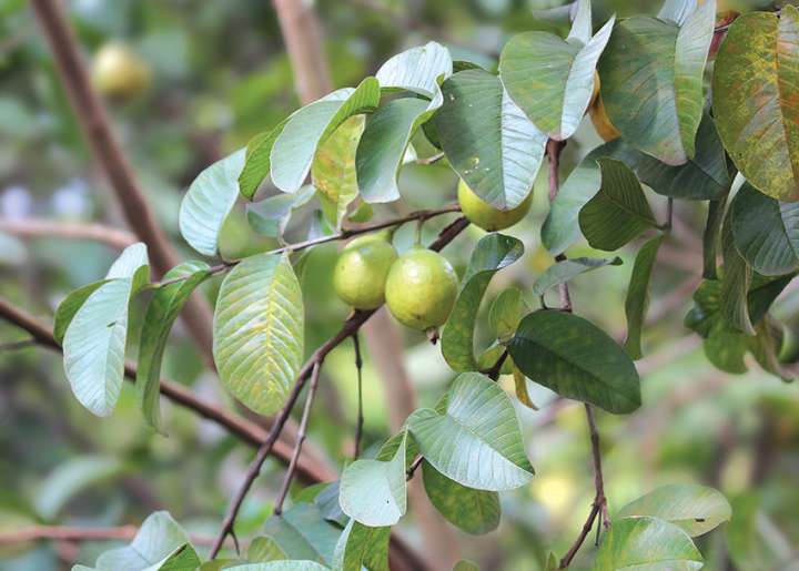 Feuilles de goyave (Psidium guajava) :  prometteuses anticancer