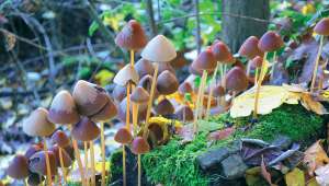 Champignons hallucinogènes, une première expérimentation