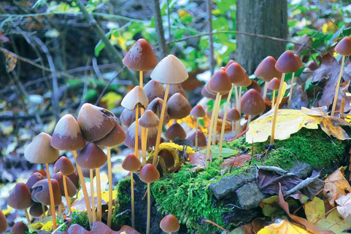 Champignons hallucinogènes, une première expérimentation