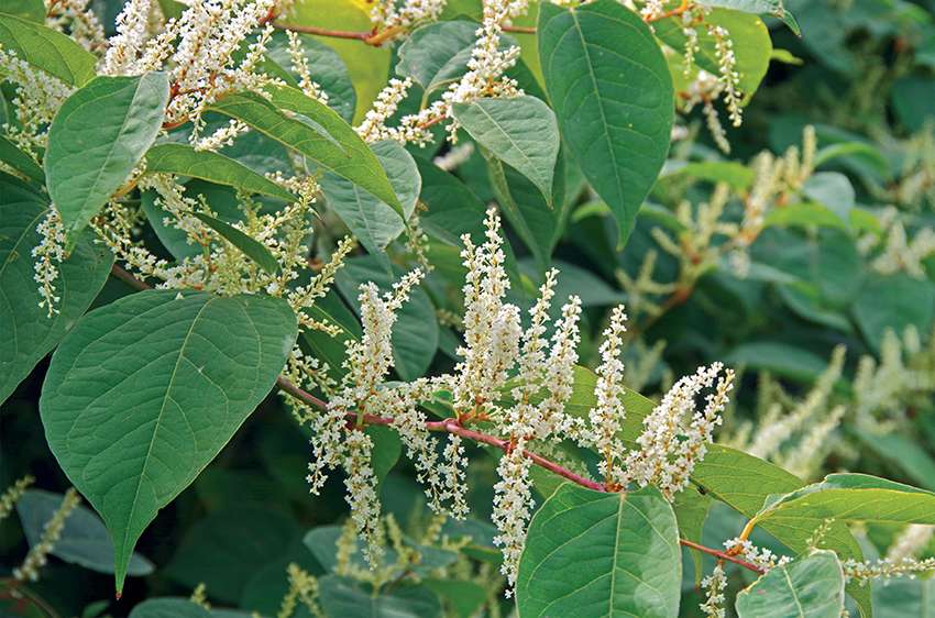 Renouée du Japon, la bonne invasive- Plantes et Santé