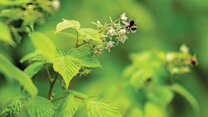 La nourriture idéale des abeilles sauvages