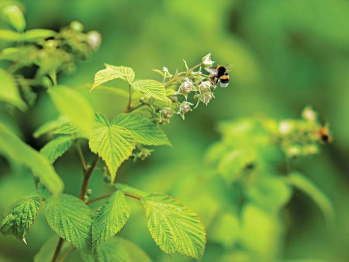 La nourriture idéale des abeilles sauvages