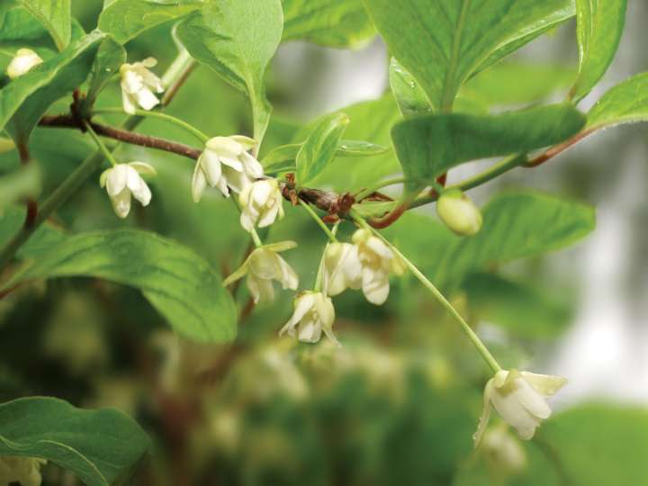 Schisandra : le pionnier ami du foie