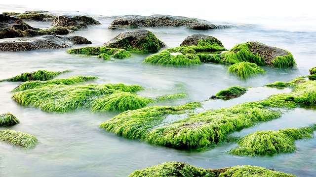 Les algues, simples de la mer- Plantes et Santé