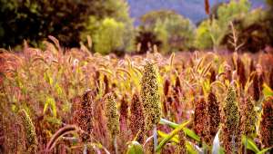 Le maïs en déclin, le sorgho et le tournesol en hausse