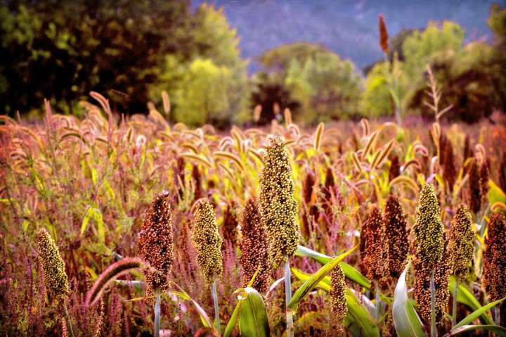 Le maïs en déclin, le sorgho et le tournesol en hausse