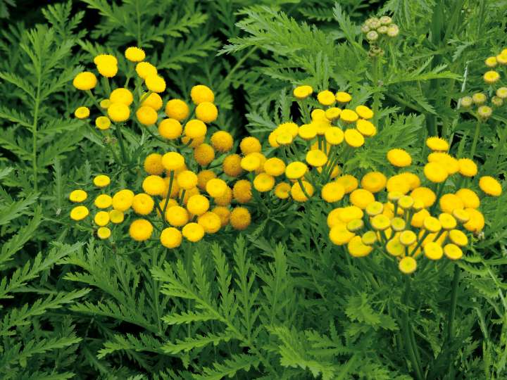 Tanacetum vulgare