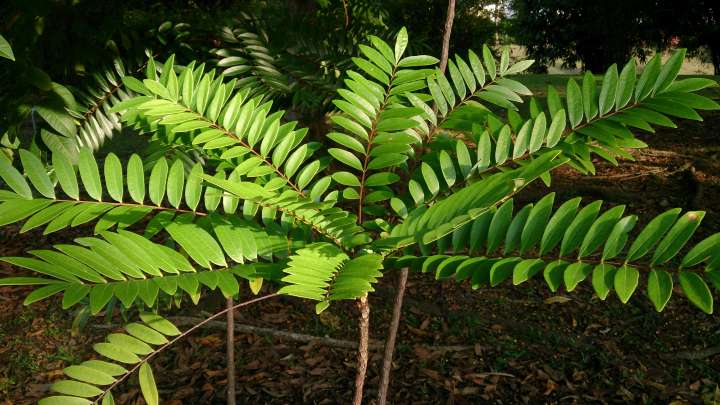 Les plantes aphrodisiaques pour booster sa libido- Plantes et Santé