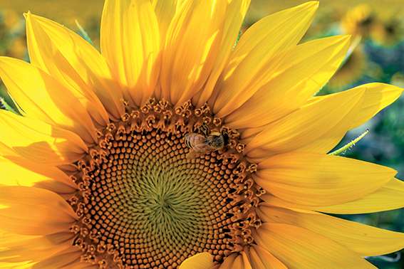 Comment les tournesols séduisent les pollinisateurs