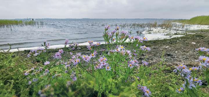 Cueillir et déguster l'aster maritime