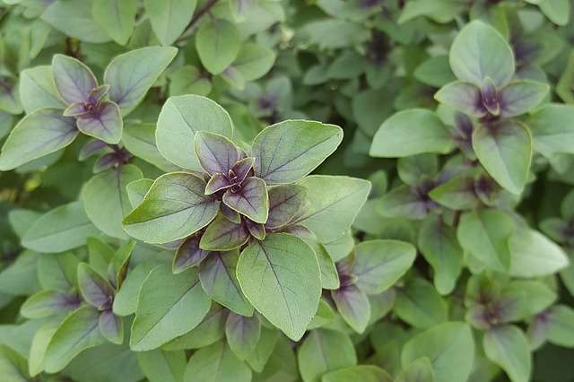 Glaçons de tulsi 