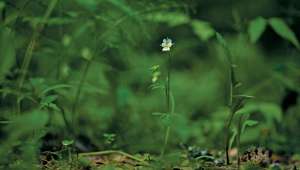 (Viola avensis) Faute de pollinisateurs, les fleurs se tournent vers l'autofécondation