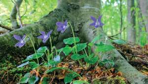 Du sirop de violette pour les femmes ménopausées