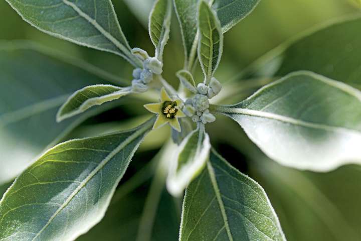 L'ashwagandha pour réduire votre stress