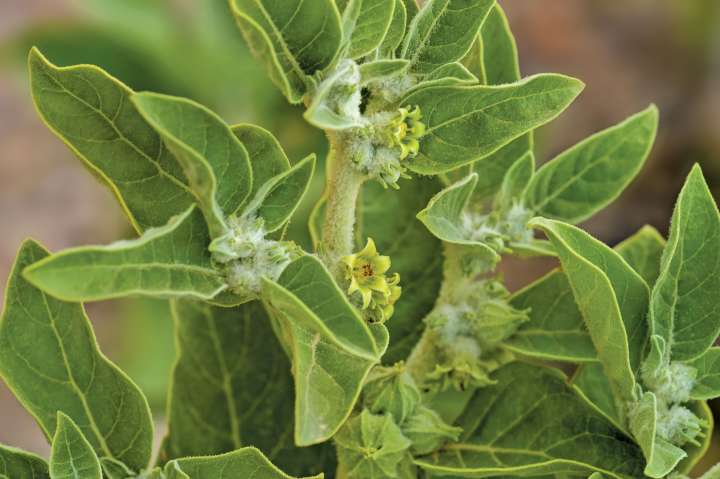 Ashwagandha,  l'alliée du sommeil