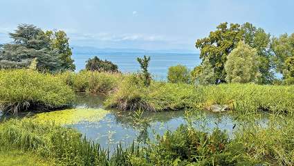 Les Jardins de l'eau du Pré curieux : Les trésors des zones humides du Léman